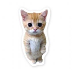AUTOCOLLANT - CHAT